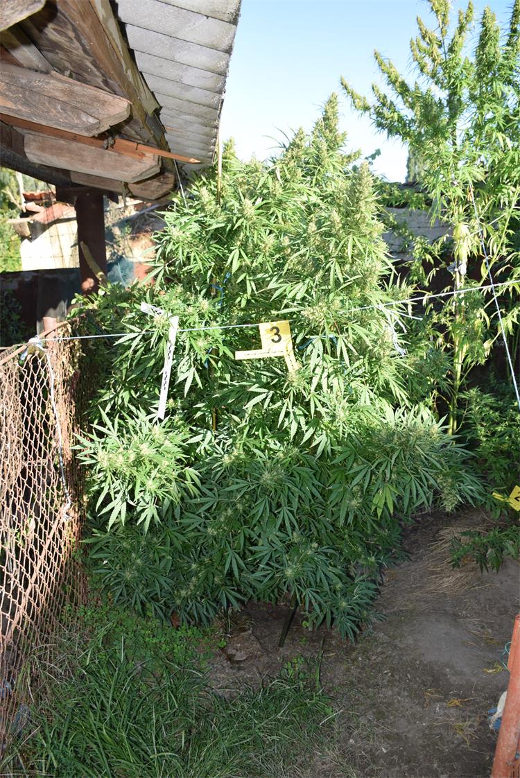 Slika /2020/BELIŠĆE MARIHUANA/DSC_8759.JPG